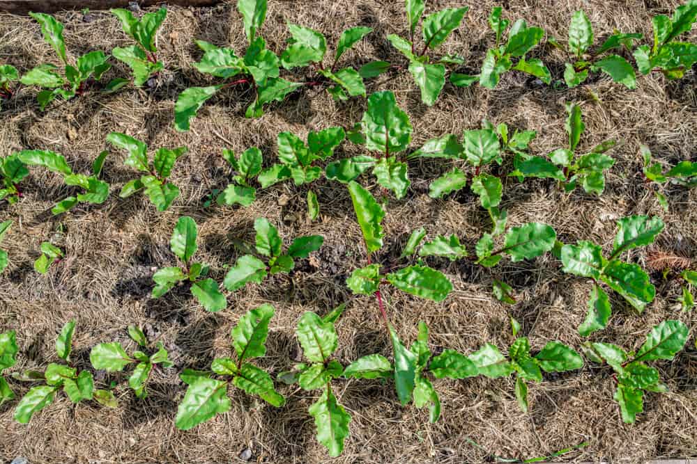 Beets growing in garden bed with grass clippings used as mulch