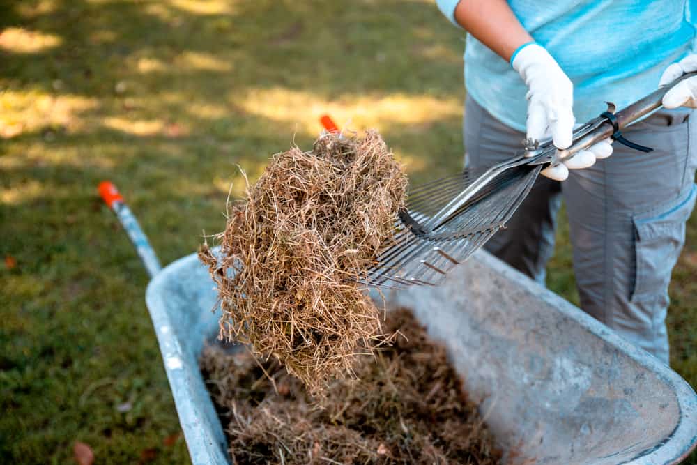 Wheelbarrow filled with dry grass clippings for mulch